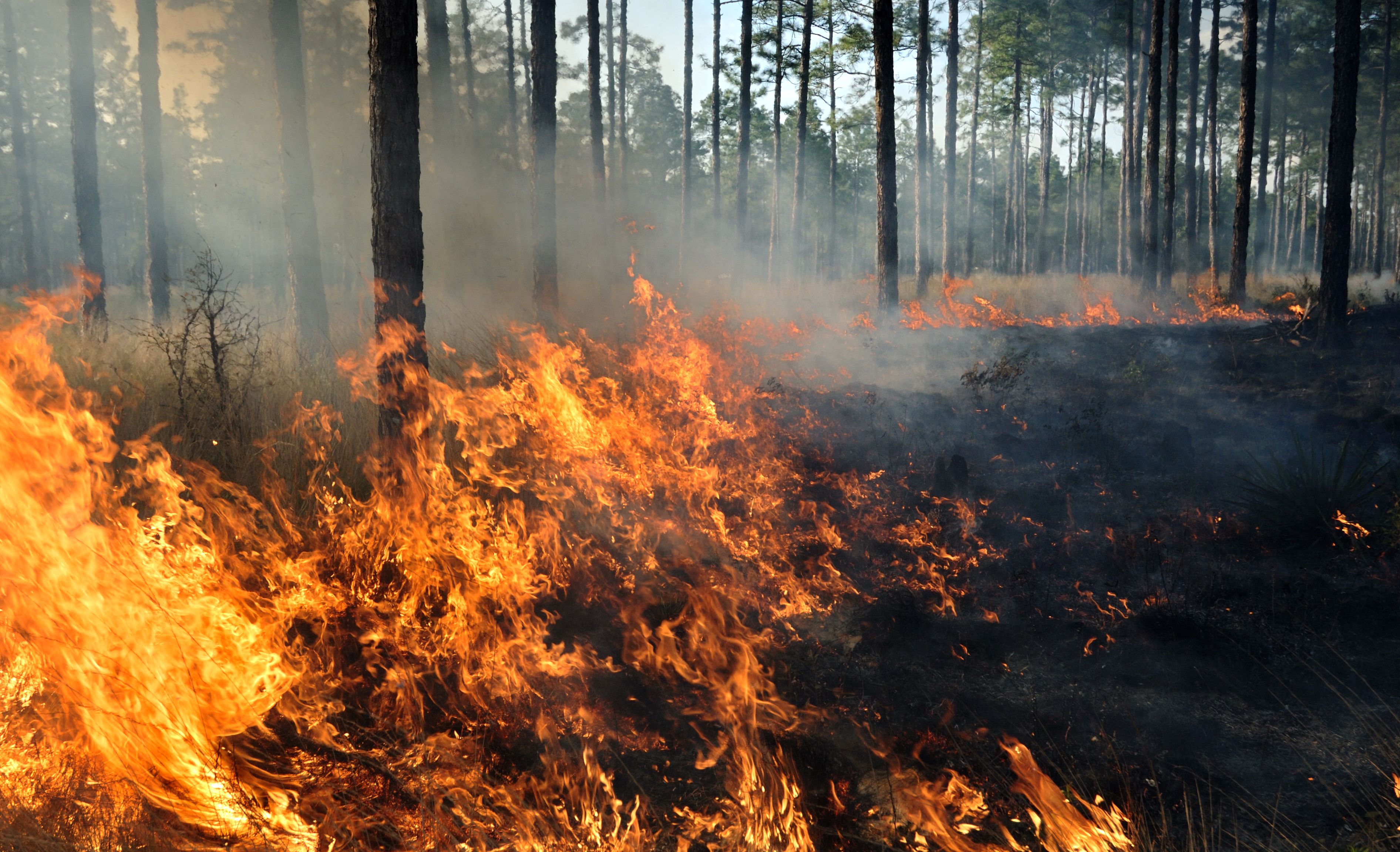 stock image of the ground burning during a forest fire.